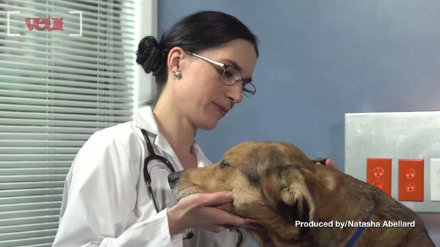 Dog Flu Discovered In Florida For The First Time in Two Years