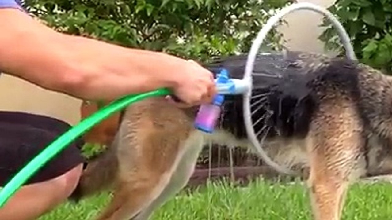 Every DOG owner needs one of these...!