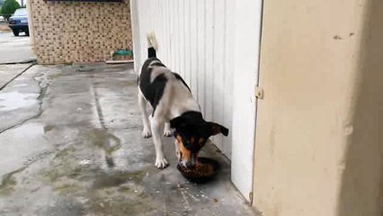 Dog Doesn't Trust His Own Paw