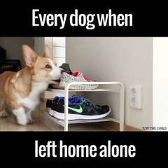 This is what dogs get up to when you leave them home alone