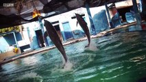 BBC3_ Undercover Tourist, Series 1, Indonesia’s Swimming Pool Dolphins 31May17