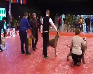 H'ASICS IDS Troyes 2017: Incroyable Victoire du WEIMAR 🐶