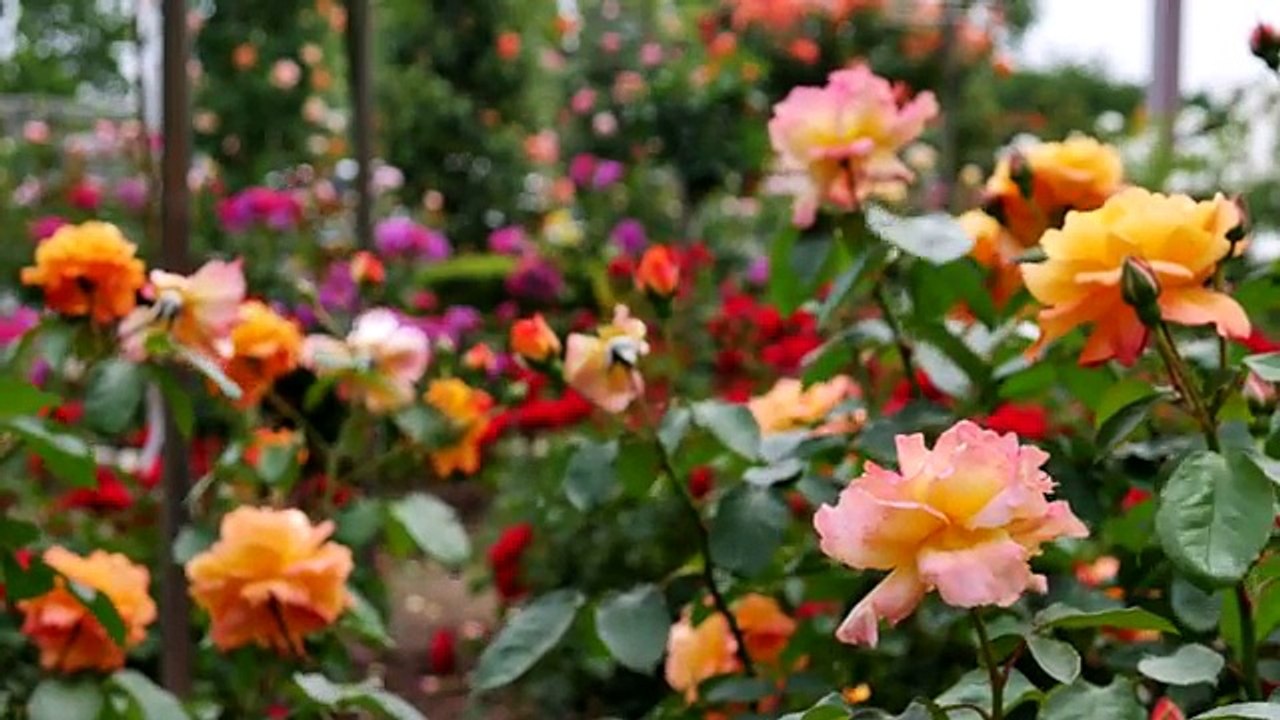 The rose garden