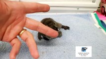 Baby Penguins at Audubon Aquarium of Audubon Nature Institute