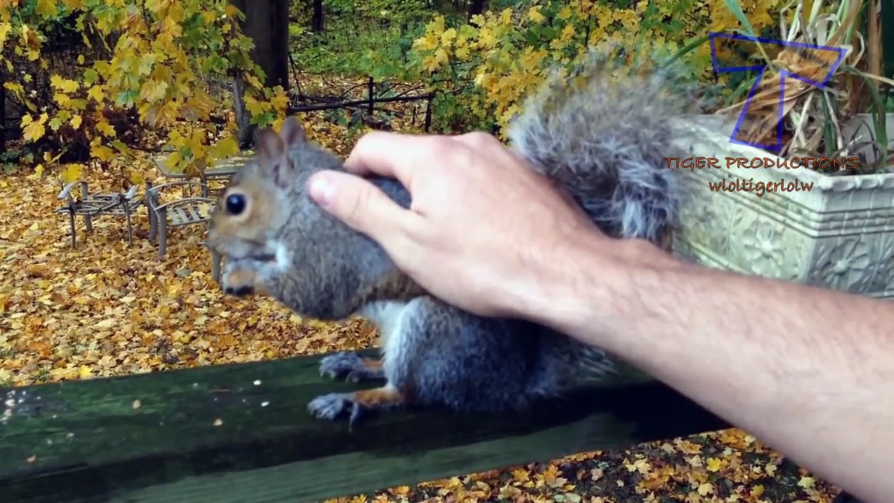 The most funny animal