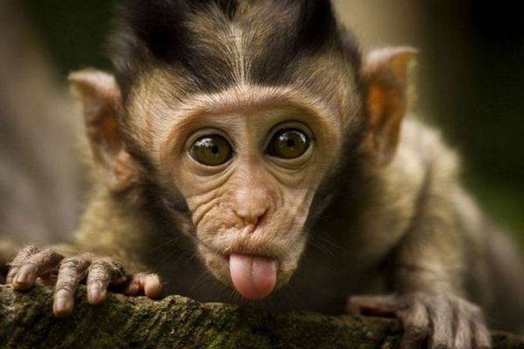 Funny Animals Video | Monkey Attack | Best Funny Video 2017