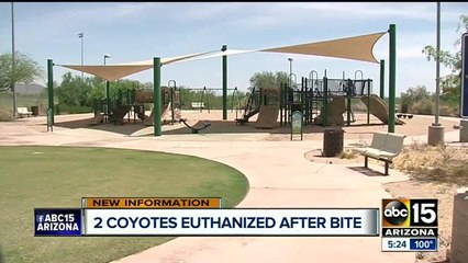 Two coyotes euthanized after one bit a young girl