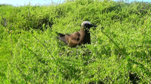 CAYO 7 HERMANOS PROVINCIA MONTE CRISTI REGION NOROESTE REPUBLICA DOMINICANA. (2)