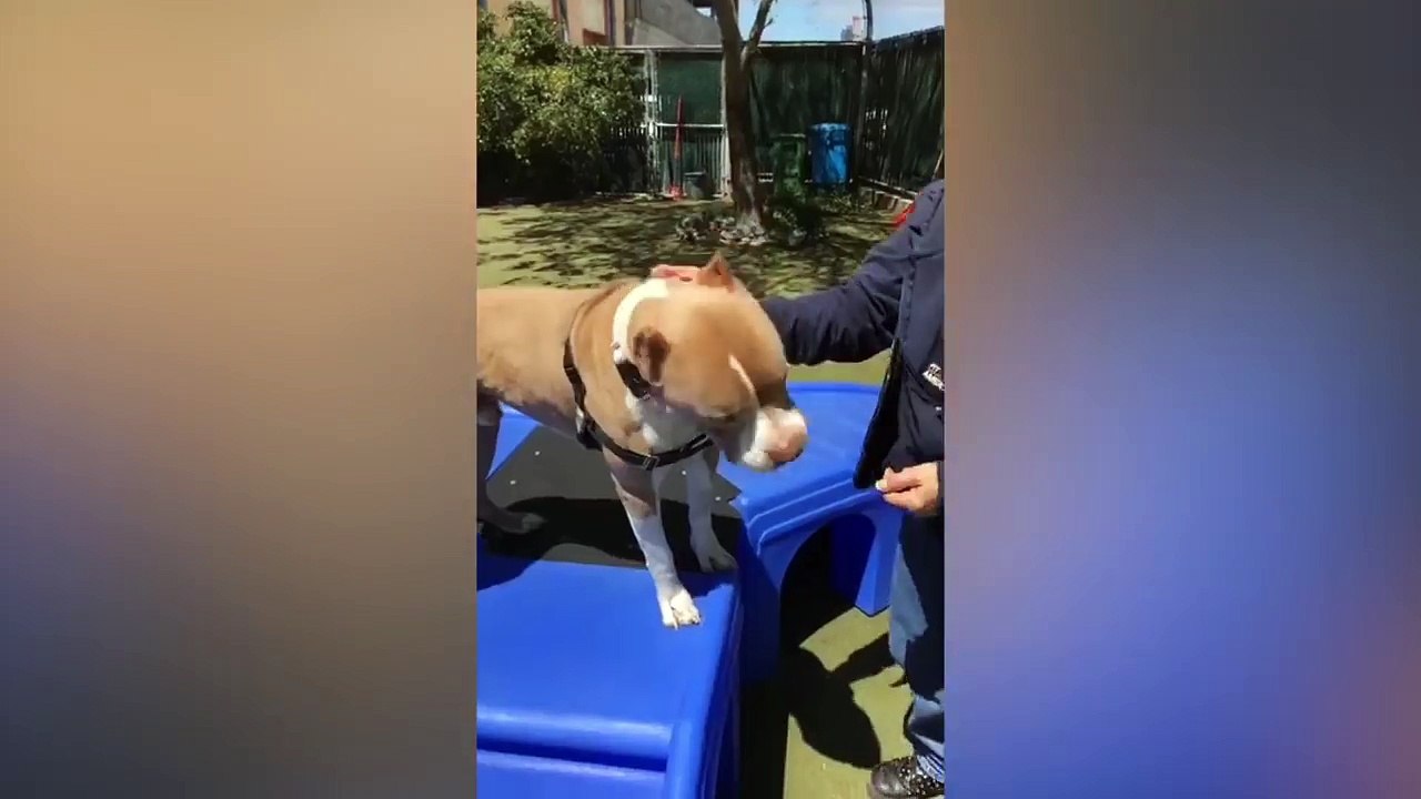 Adopt Sonny!    Pit Bull Mix    Adoption Featurette