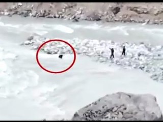 Watch: SDRF team rescues cow from river in Uttarakhand