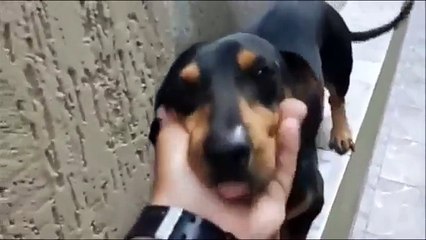 店橋憲一の気になる動物おもしろ画像シリーズ2