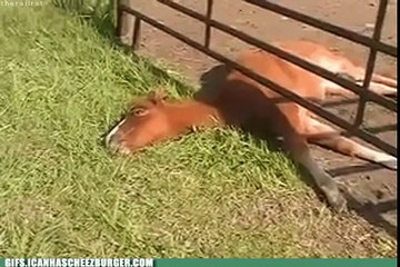 店橋憲一の気になる動物おもしろ画像シリーズ3