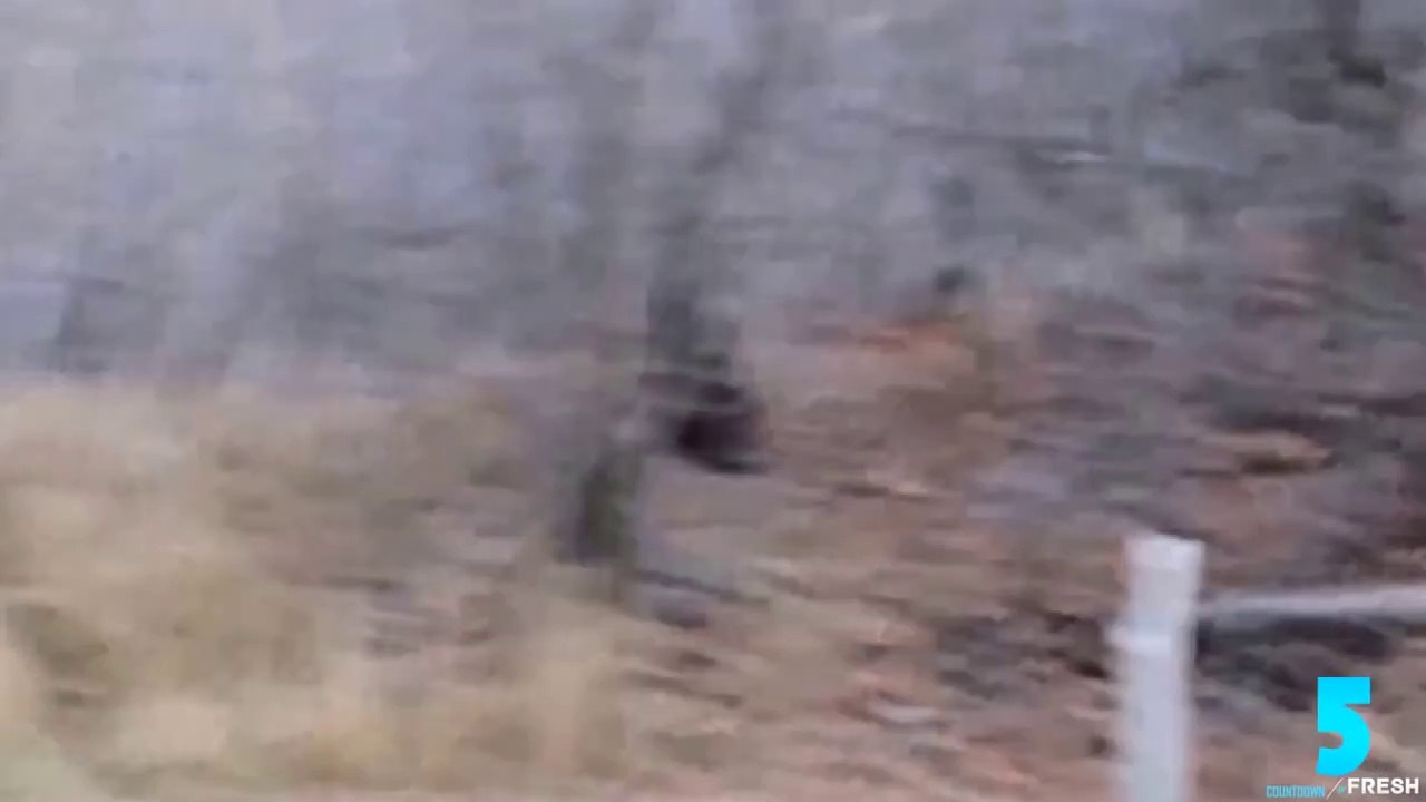 Top 5 Most Convincing Bigfoot Sightings