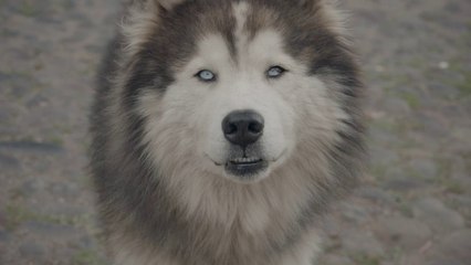 Dogs of South America