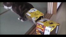 Cats are just the Funniest Pets23423wation ► Best Funny Cat Videos E
