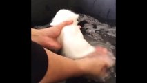 Funny Cats Enjoying Bath _ Cats That LOVE Water C234234werwer