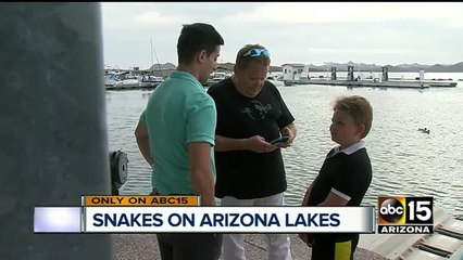 Family finds rattlesnake floating in Lake Pleasant