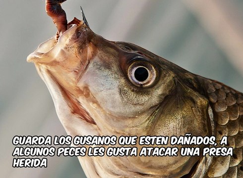 Erwin Miyasaka te enseña los mejores consejos para pescar