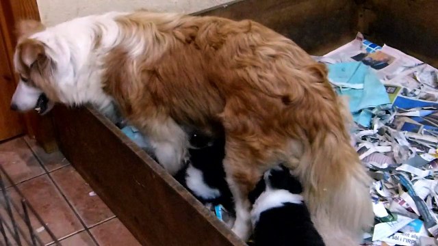 Mafalda's Border Collie - Cachorros hijos de Sweet & Wind 1 junio 2017