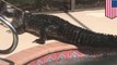 Alligator in pool: Florida family finds massive gator chillin in their pool - TomoNews