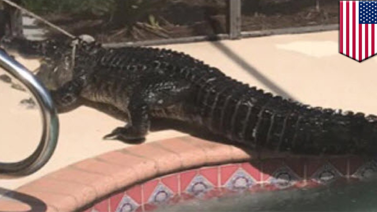 Alligator in pool: Florida family finds massive gator chillin in their pool - TomoNews