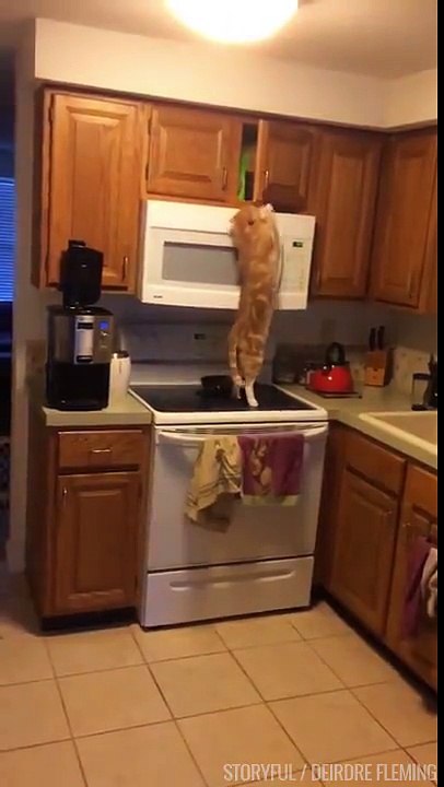 Quand ton chat est pret à tout pour avoir sa friandise...