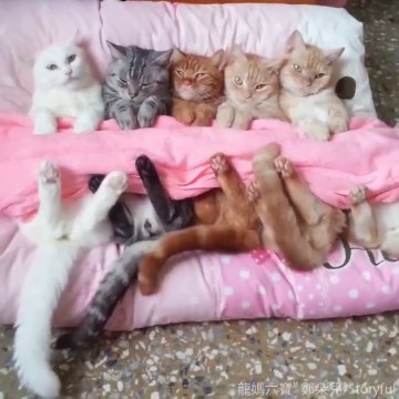 Elle borde ses 5 chats comme des bébés et ils adorent ça!