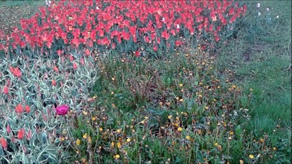 The Soundrops - Grace van Pelt (demo)