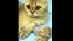 Kittens Talking andheir Moms Compilation _ Cat mom hugs baby kitten
