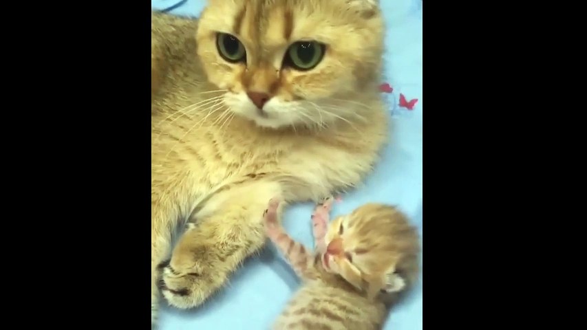Kittens Talkingoms Compilation _ Cat mom