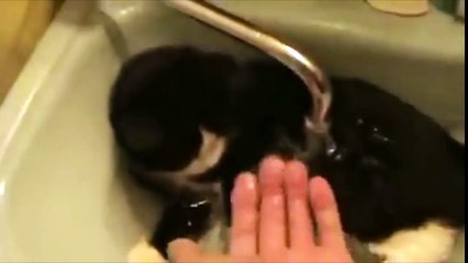 Funny Cats EnjoyinOVE Water Compilation
