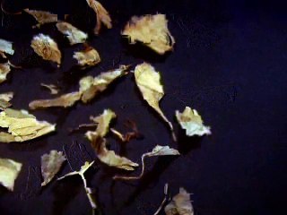 Discovery Health Aphrodisiacs