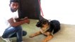 How To Train Your Dog to BARK , SPEAK & STOP BARKING in213234234wer Hindi _ dog training in india