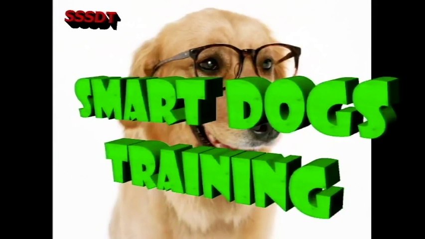 How To Train Your Dog to BARK , SPEAK & S234234wrraining in india