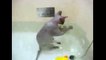 Funny Cats Ejoying Bath _ Cats That LOVE Water Compilation