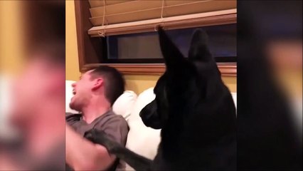 Quand ton chien te met une droite dans le pif!