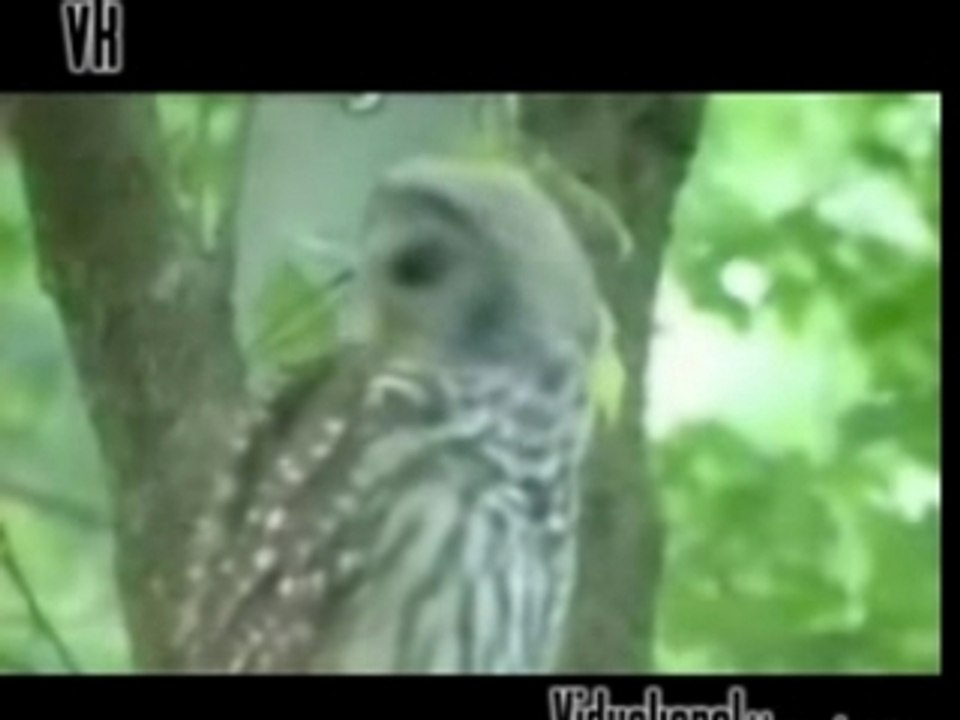 Owl being teased by a annoying small bird