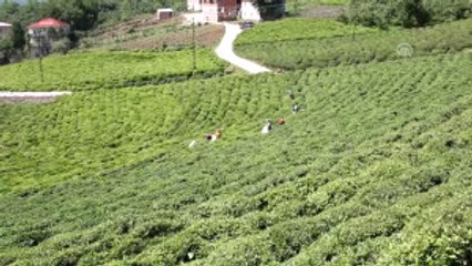 Giresun, Fındıktan Sonra Çayda da Iddialı