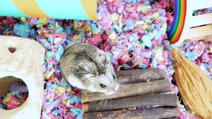 DÉGUSTATION DES BONBONS DE LA CHASSE D’HALLOWEEN