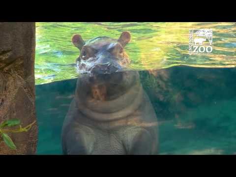Fiona the Hippo Makes Media Debut in Outdoor Habitat