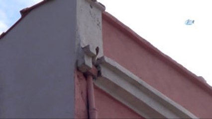 Çatıda Mahsur Kalan Kedi Hayvansever Tarafından Kurtarıldı