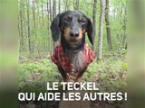 Le chien bûcheron qui aide les teckels malades