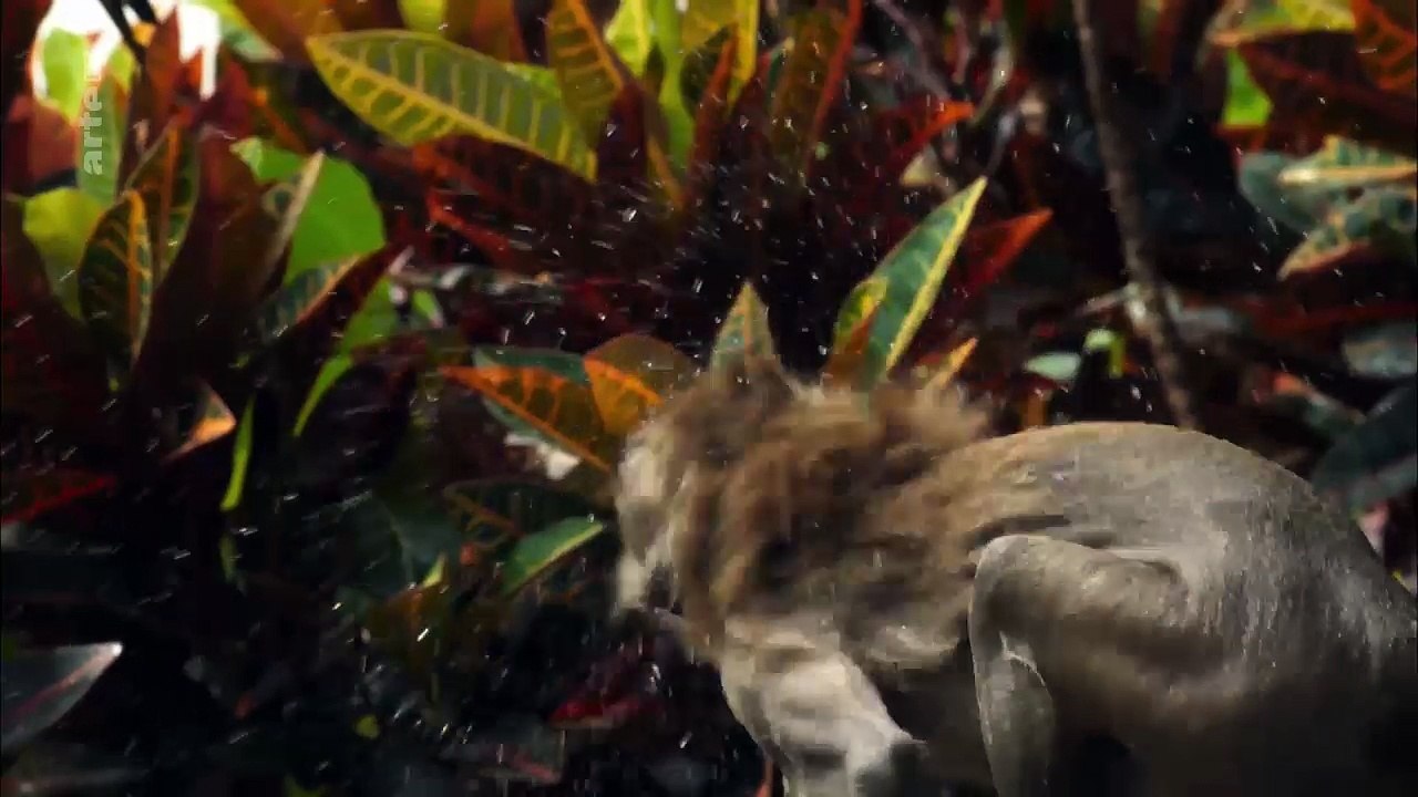 Thaïlande, la beauté sauvage (1-3) - Îles et plages du Sud_Arte_2017_05_29_23_59