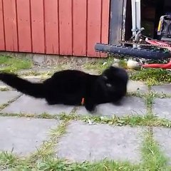 Cute Cat Playing So So Funny 2017