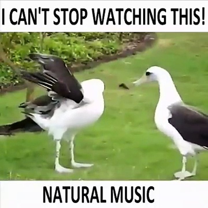 BEST NIGHTINGALE SONG - 3 Hours REALTIME Nightingale Singing, NO LOOP