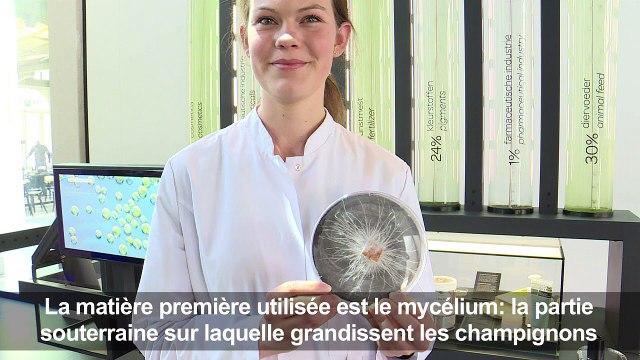 Aux Pays-Bas, les objets poussent comme des champignons