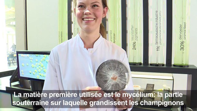 Aux Pays-Bas, les objets poussent comme des champignons