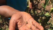 Video shows how devastating armyworm is for farmers in Kenya