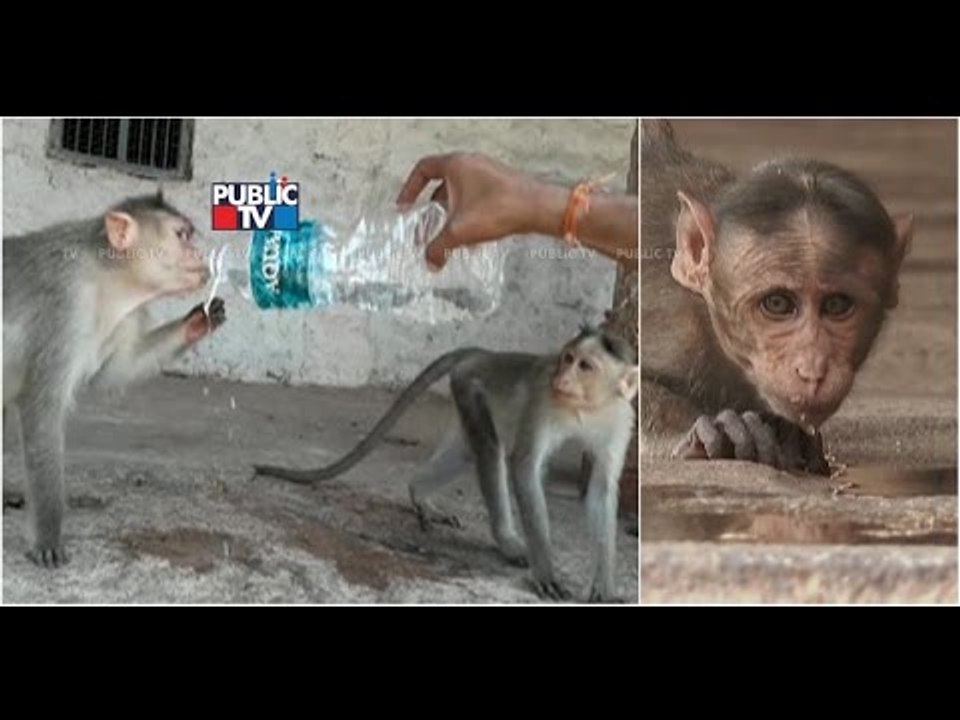 Heartbreaking video: Monkey Tries To Quench Its...