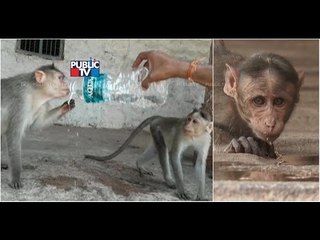 Heartbreaking video: Monkey Tries To Quench Its Thirst From Water Bottle